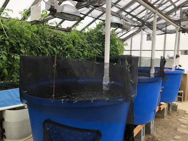 1024px Bgsu Aquaponics