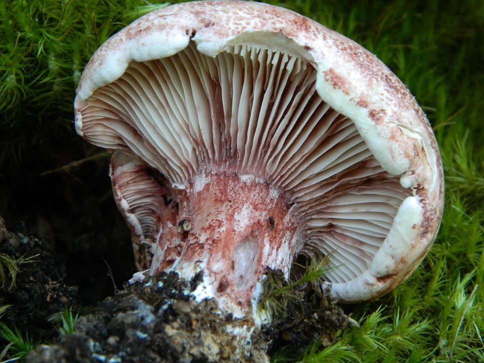 1200px 2011 10 09 Hygrophorus Russula (schaeff.) Kauffman 175022