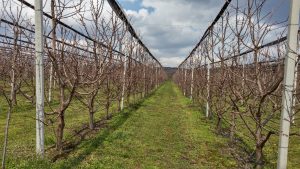 zimska zaštita kruške