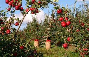 hemijska proreda plodova jabuke