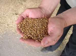 tehnologija proizvodnje pšenice