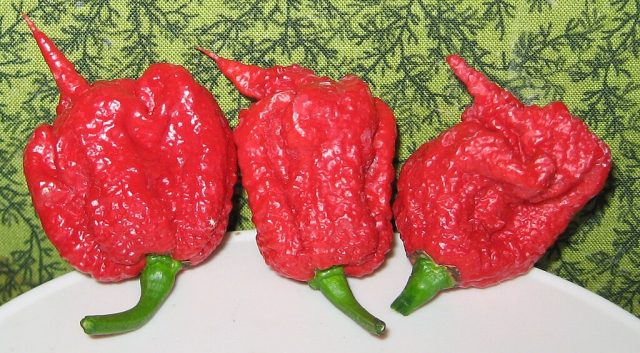 Carolina Reaper Pepper Pods (cropped)