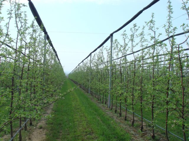 Venturia Inaequalis