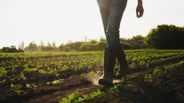 Farmer Walking On The Field In Rubber Boots