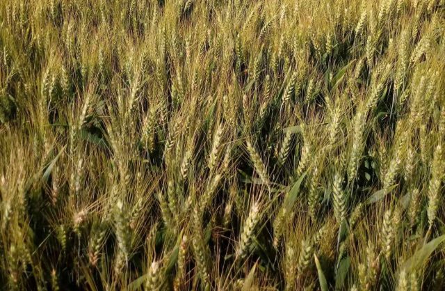 Fusarium Spp. 2