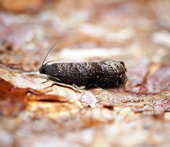 Grapholita Funebrana (35218752622)