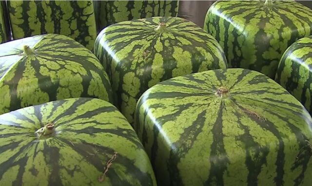 Kockasta Lubenica Bostan 01