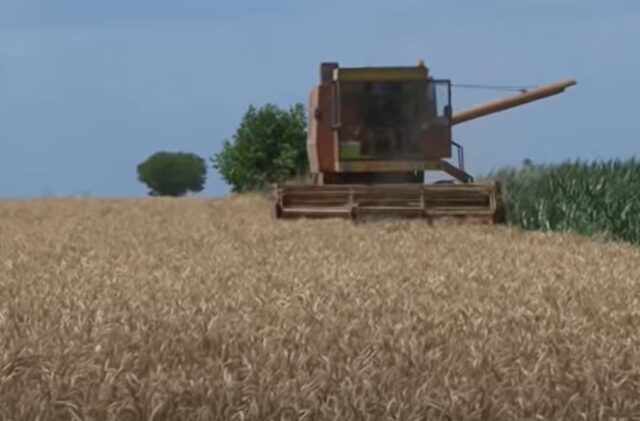 Kombajn Pšenica Kombajniranje