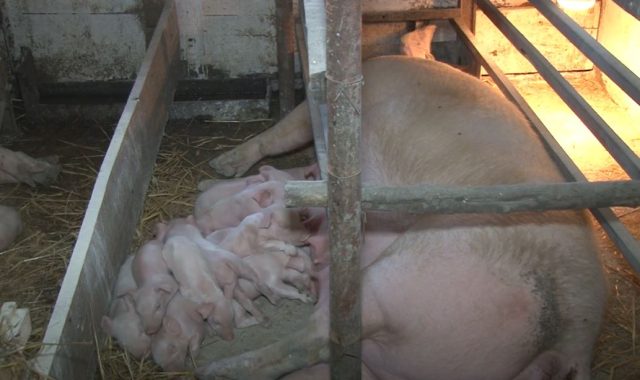 Krmača Svinja Prasići