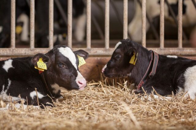 Large Ruminants Calves Inside Close