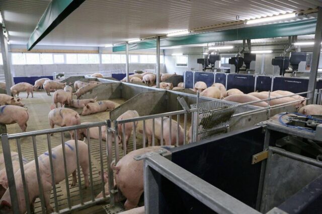 Large Swine Sows Gilts In Stable