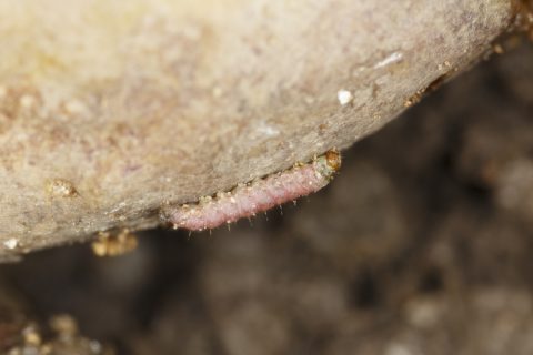 Larvae,of,central,american,potato,tuberworm,(guatemalan,potato,moth),tecia