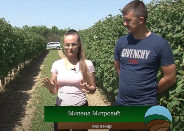 Milena Mitrović, Malinar