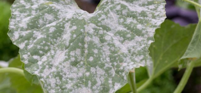 Powdery Mildew On Cucurbit After Cut