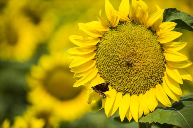 Girasoli 2014 Dsc0393.jpg