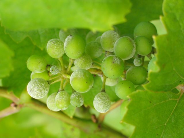 Uncinulanecatorongrapes