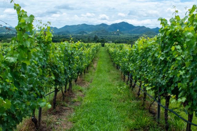 Vinograd Unsplash Ana Sushok