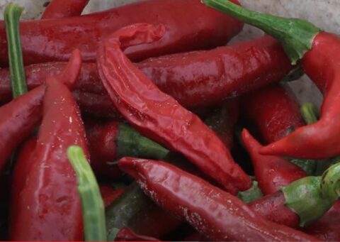 Začinska Paprika 01 Yt