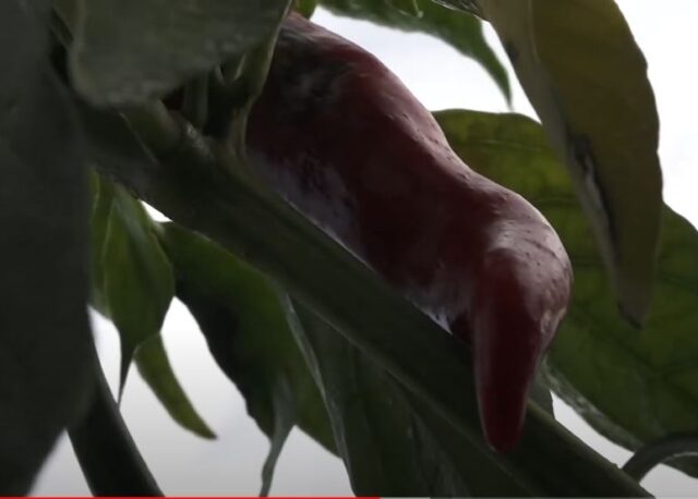 Začinska Paprika Yt