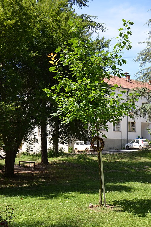 Zapis 0729 Rekovac Hrast Kod Skole 20160705 3206