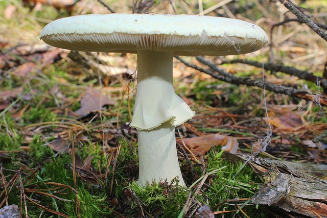 Amanita Phalloides 2802348 640