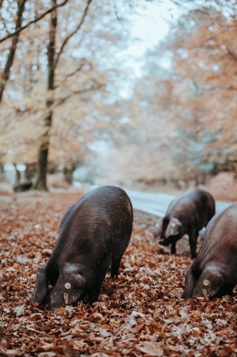 Annie Spratt Te3nury6tpo Unsplash (1)