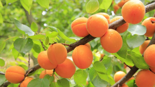 Apricots 824626 1920