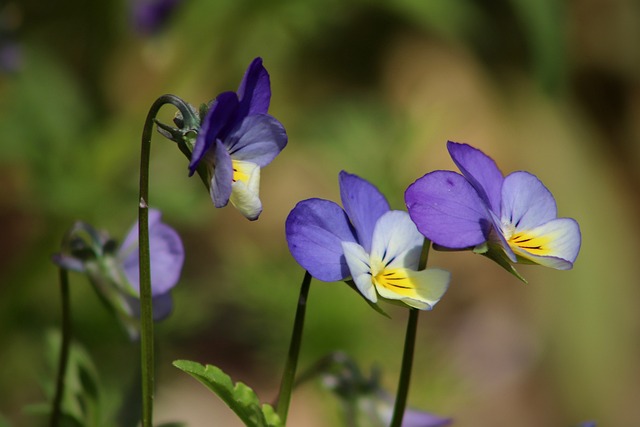 Arable Violets 4224439 640