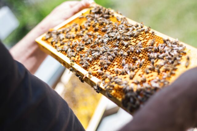 Bees 2368228 1280