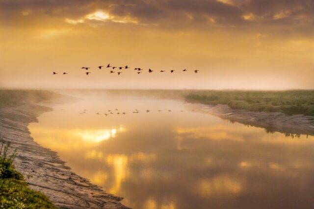 Birds In Flight 5366034 1280