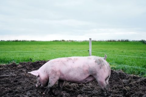 Bob Van Aubel Kbgjbt2kibk Unsplash