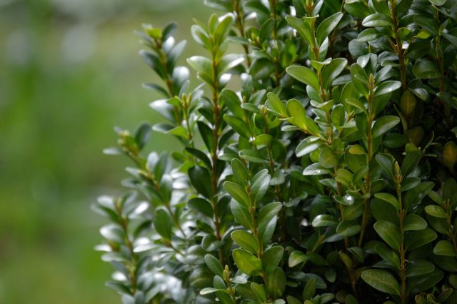 Boxwood 718710 1920
