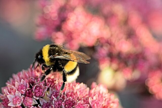 Bumblebee 3647445 1280