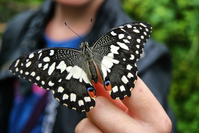 Butterfly 2210776 1280