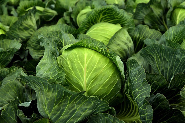 Cabbage 3722517 640