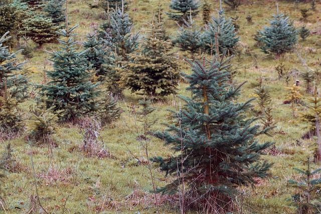 conifer nursery