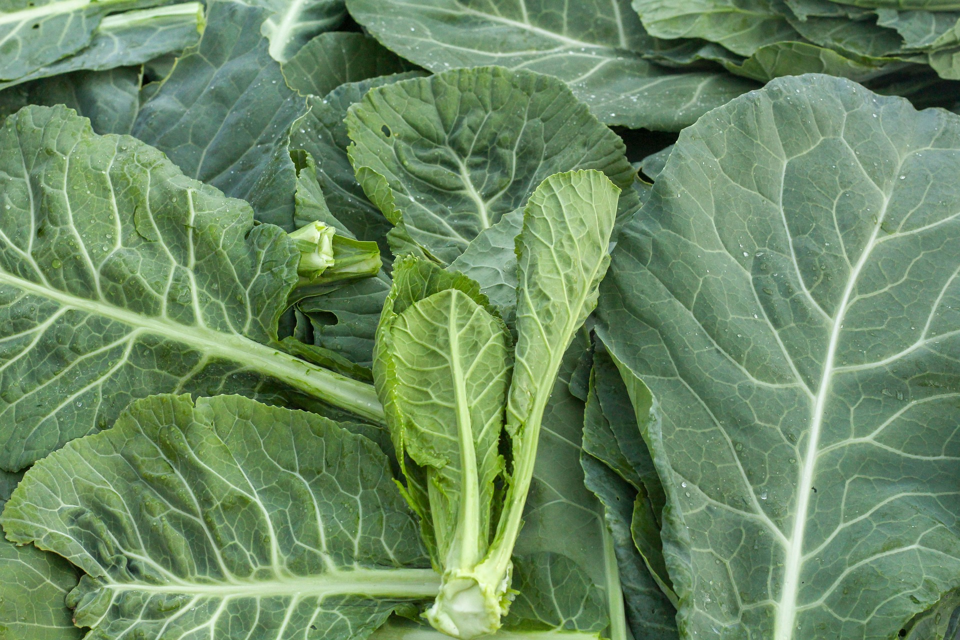 Collards Greens 6662115 1920