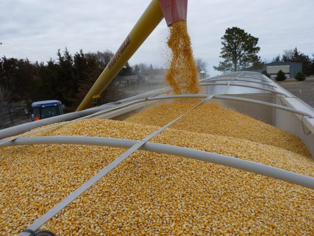 Corn 554521 1280