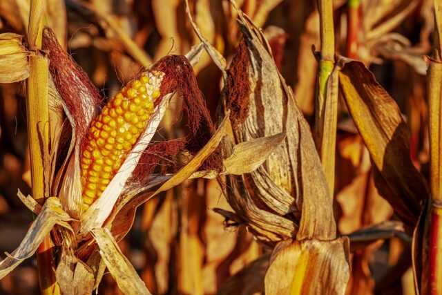 Corn On The Cob 3664569 1280