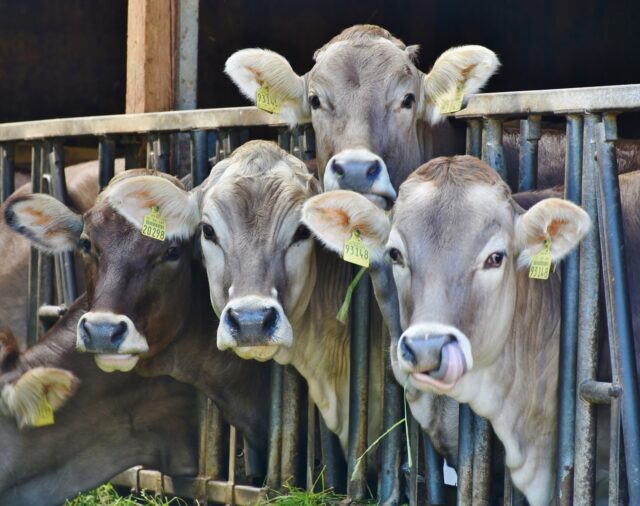 Cows 1532909 1280