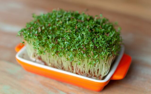 Cuckooflower Plant Food Green