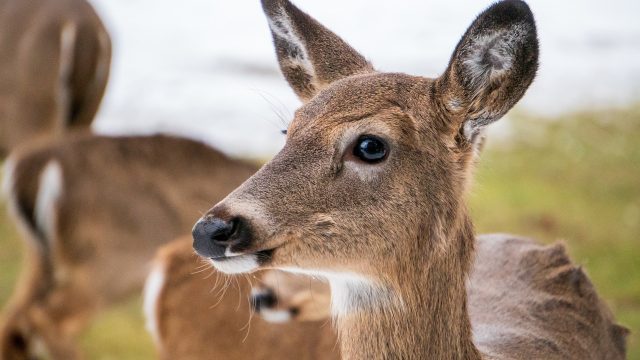 Deer 4891140 1920