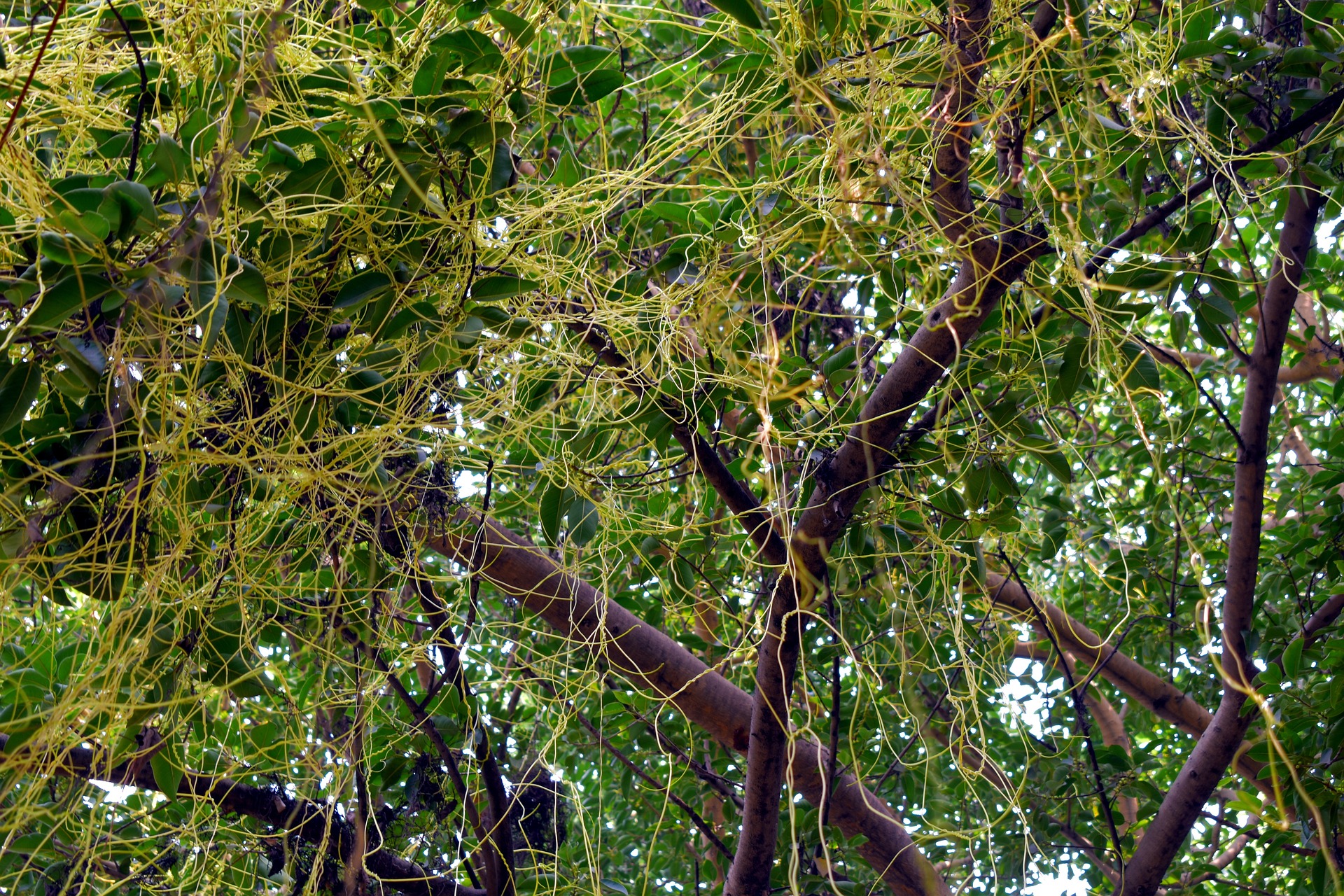 Entangled 2777693 1920
