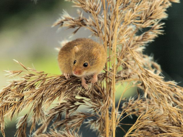 Field Mouse 5290197 1920