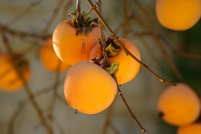 Fruit 1065727 1920