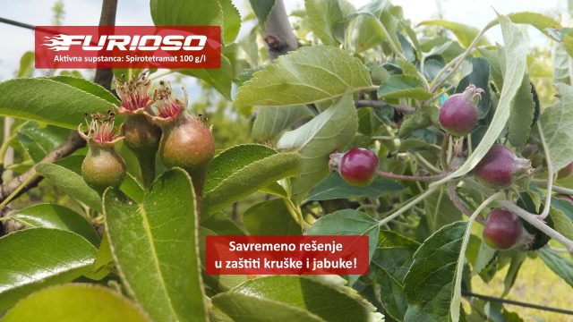 Furioso 1