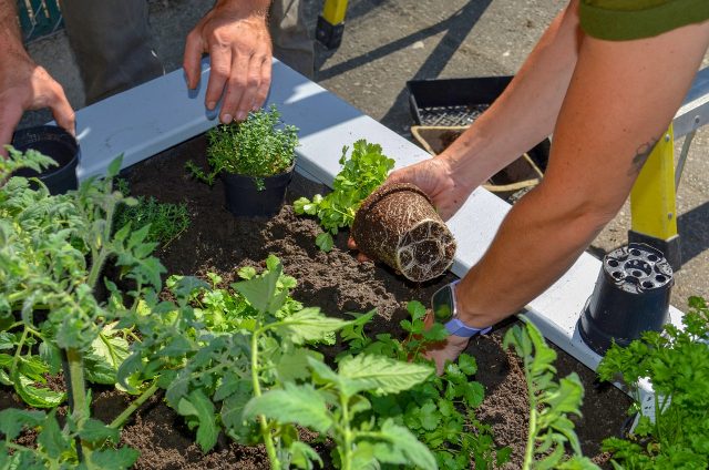 Gardening 5453558 1280