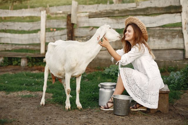 Girl Farmer With White Goat Woman Small Goat Green Grass Eco Farm Farm Farming Concept Village Animals