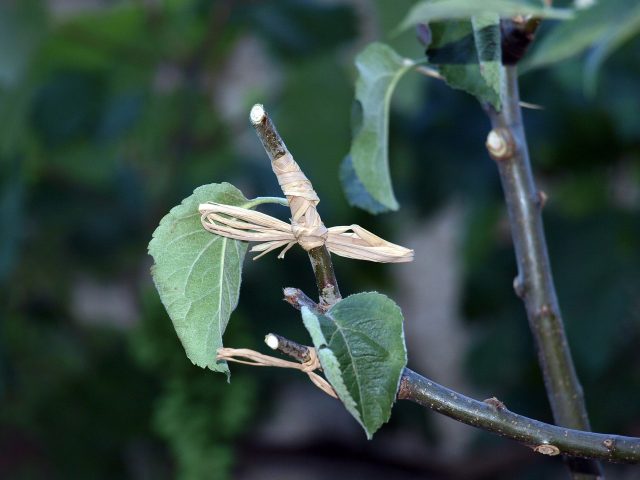 Graft Tree 3443614 1920