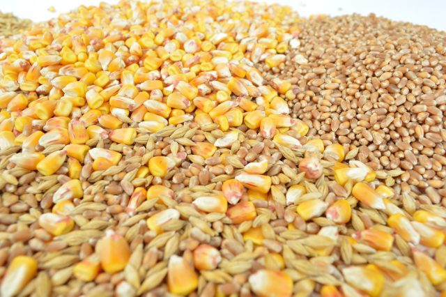 Grains 1621880 1920